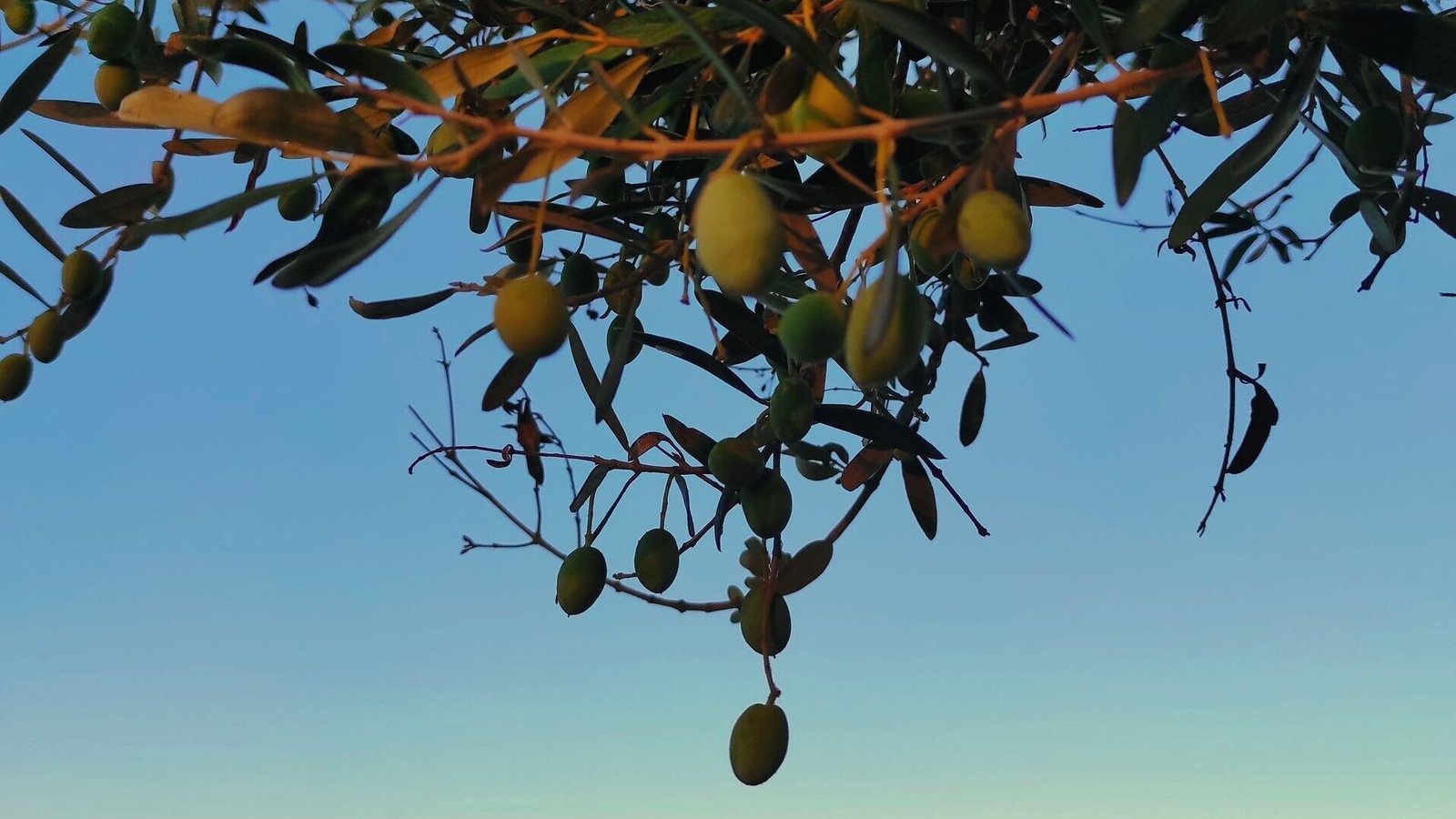 A serene view of an olive tree with hanging olives against a peaceful sea at sunset, capturing nature's beauty.